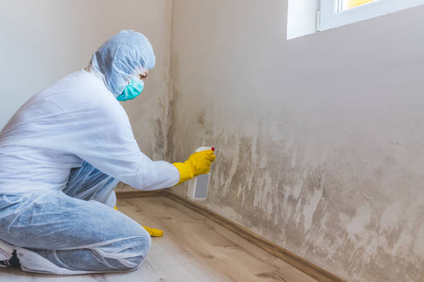 Licensed Mold Remediation service in Myakka City, FL - WQB Mold Removal